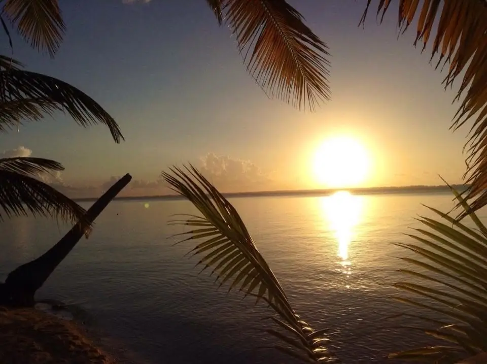 Le lever de soleil à travers les palmes