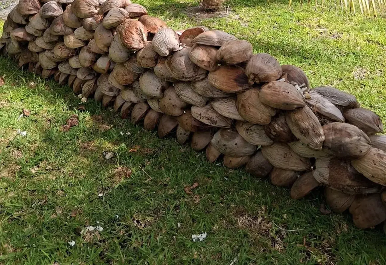 Des noix de coco fendues, mises à sécher pour le coprah