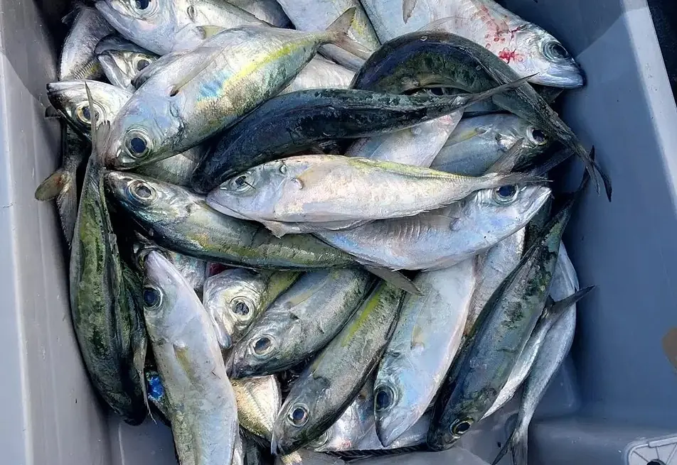 Des poissons du lagon rapportés de la pêche du jour